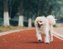 Riverdale Belmont small dog Kennels