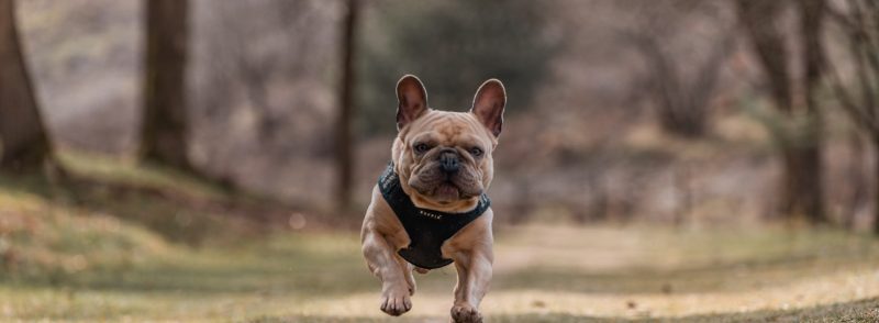 Small Dog kennels in South Perth for French Bulldogs