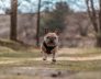 Small Dog kennels in South Perth for French Bulldogs