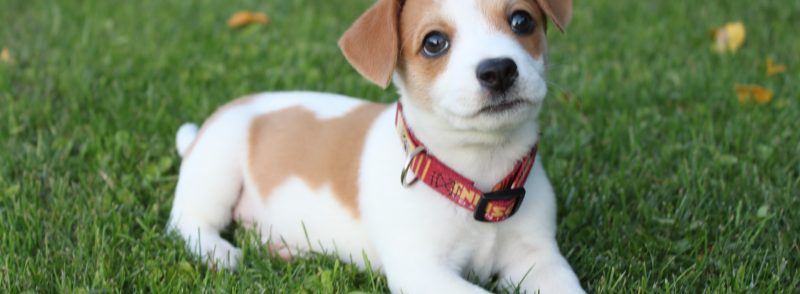 Jack Russell Terrier