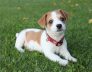 Jack Russell Terrier