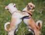 Small Dog Kennels In Bull Creek Chihuahuas