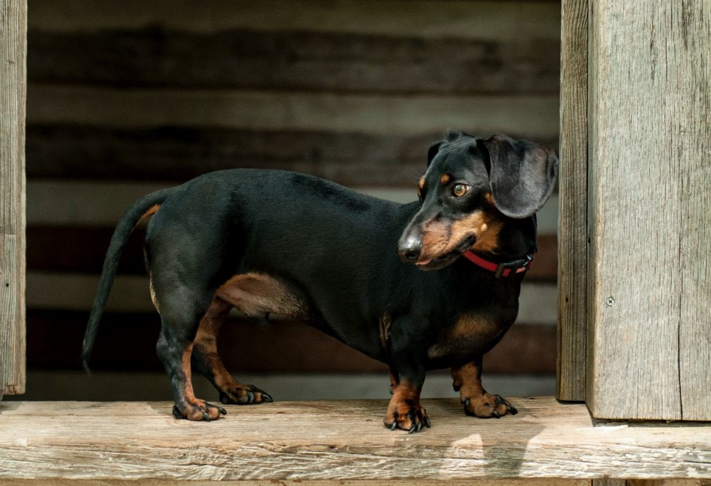 Como Small Dog Kennels for Long-backed Dachshund