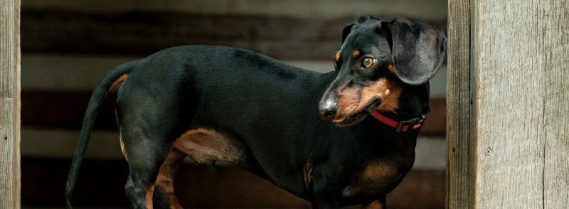 Como Small Dog Kennels for Long-backed Dachshund