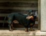 Como Small Dog Kennels for Long-backed Dachshund