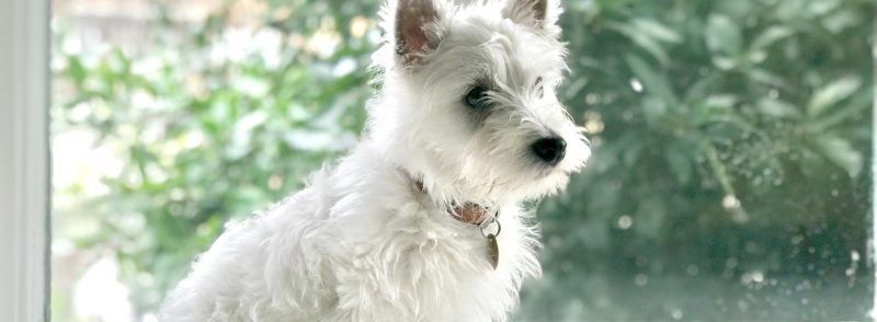 highland white terriers