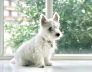 highland white terriers