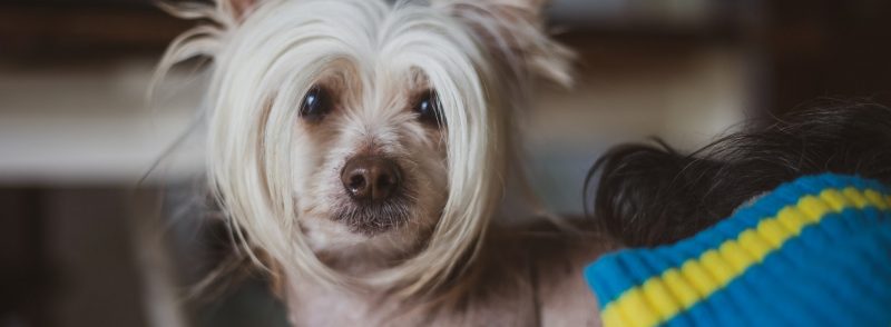 Small Dog Kennels in Applecross Hairless Chinese Crested