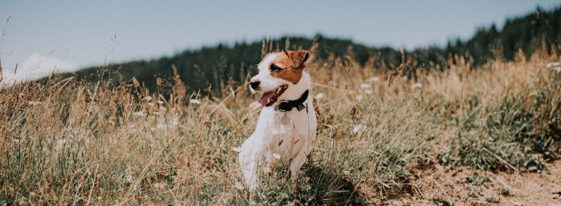 Perth Clairmont Small Dog Kennel