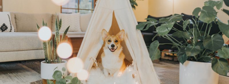 Perth’s Guide to Dog Kennels and Catteries