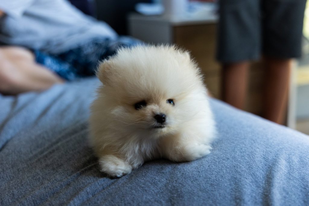 Shih Tzu