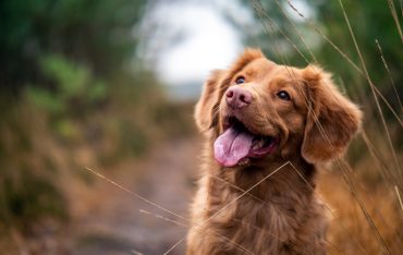 Perth’s Guide to Dog Kennels and Catteries