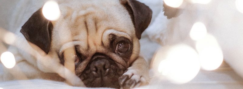 Small Dog Kennels in Applecross Pug