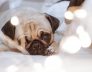 Small Dog Kennels in Applecross Pug