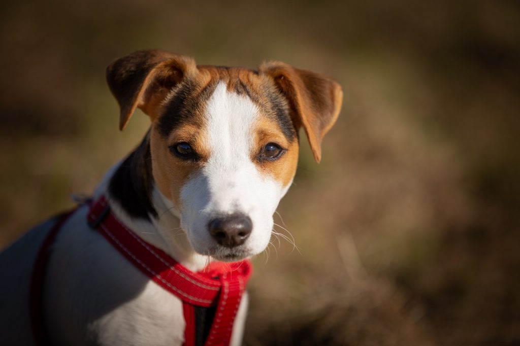 Small Dog Kennels in South Perth Jack Russell Terriers