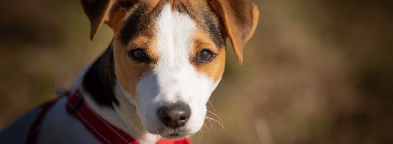 Small Dog Kennels in South Perth Jack Russell Terriers