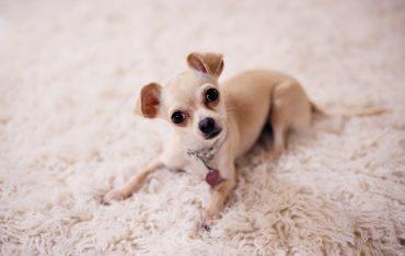 dog kennel for chihuahua