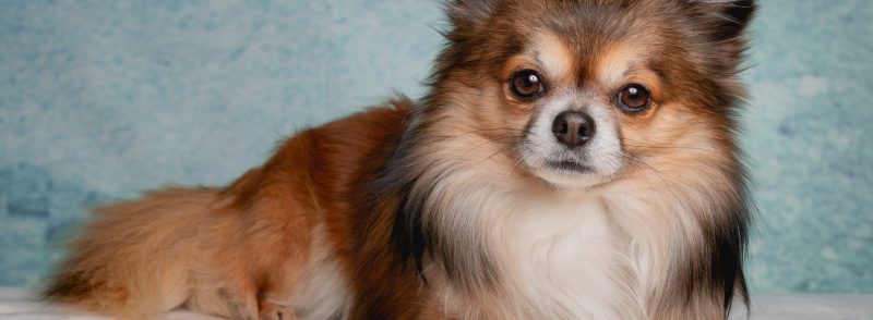 Small Dog Kennels in Canning Vale Terriers
