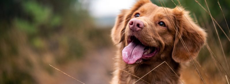 Perth’s Guide to Dog Kennels and Catteries