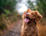 Perth’s Guide to Dog Kennels and Catteries
