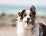Perth’s Guide to Dog Kennels and Catteries