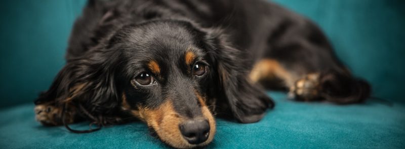 dachshund kennels