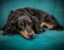 dachshund kennels
