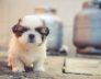 Small Dog Kennel Perth Wembley