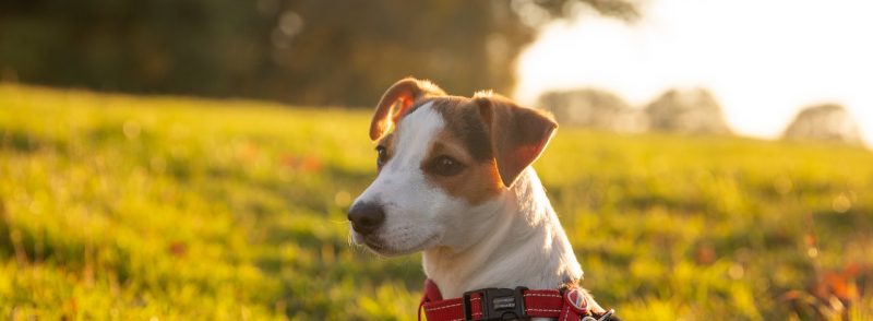 Small Dog Kennels in South Perth Jack Russell Terriers