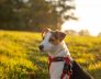 Small Dog Kennels in South Perth Jack Russell Terriers