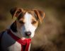 Small Dog Kennels in South Perth Jack Russell Terriers