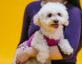Small Dog Kennels in Fremantle Coogee Poodle
