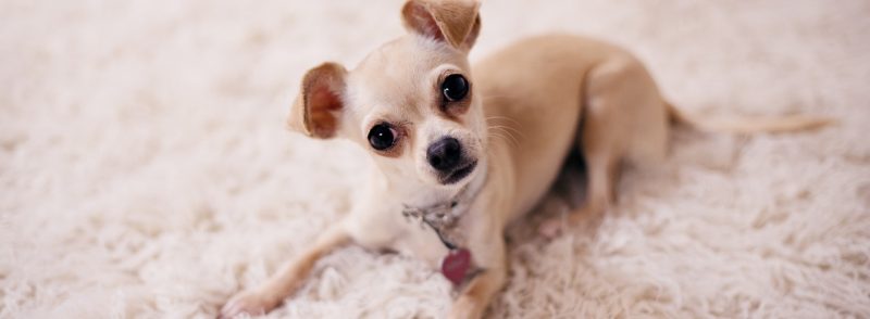 dog kennel for chihuahua