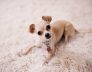 dog kennel for chihuahua