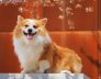 Important Things to Note When Selecting a Dog Kennel in Perth