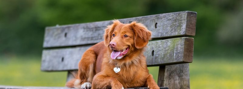 Best Dog Kennels in Perth