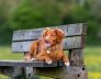 Best Dog Kennels in Perth