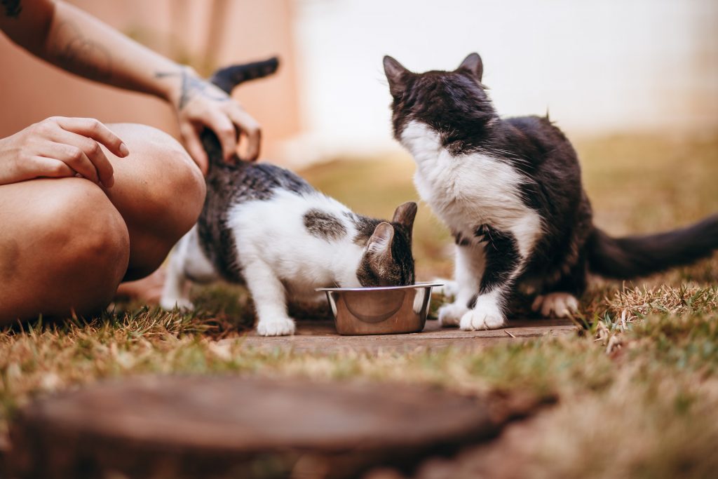 Perth guide to great cat food