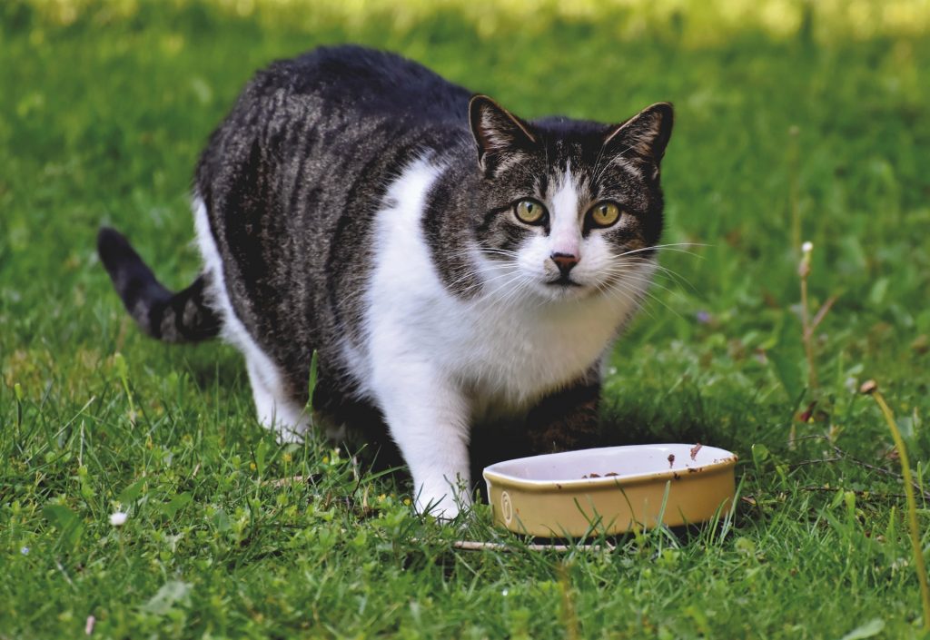 Perth guide to great cat food