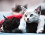 Vaccinations and Protection to Take Before Leaving Your Cat in a Cattery