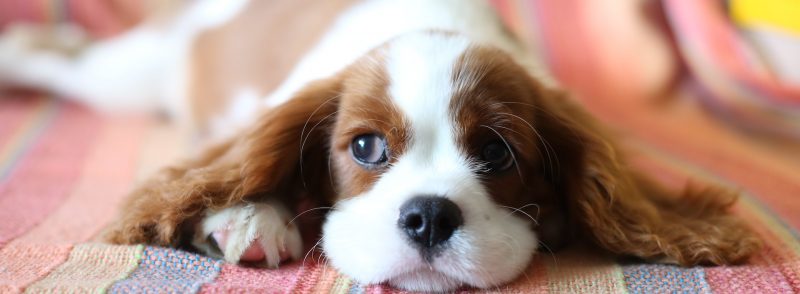 Vaccinations and Protection to Take Before Leaving Your Dog in a Kennel
