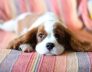 Vaccinations and Protection to Take Before Leaving Your Dog in a Kennel
