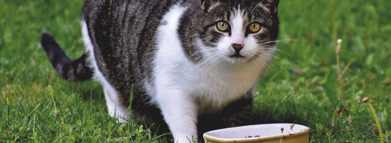 Perth guide to great cat food