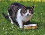 Perth guide to great cat food