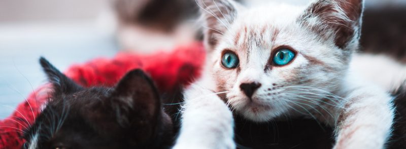 Vaccinations and Protection to Take Before Leaving Your Cat in a Cattery