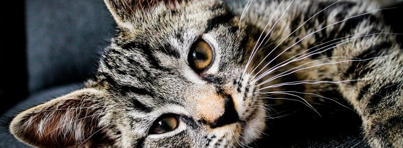 Cat Boarding Kennel Perth