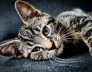 Cat Boarding Kennel Perth