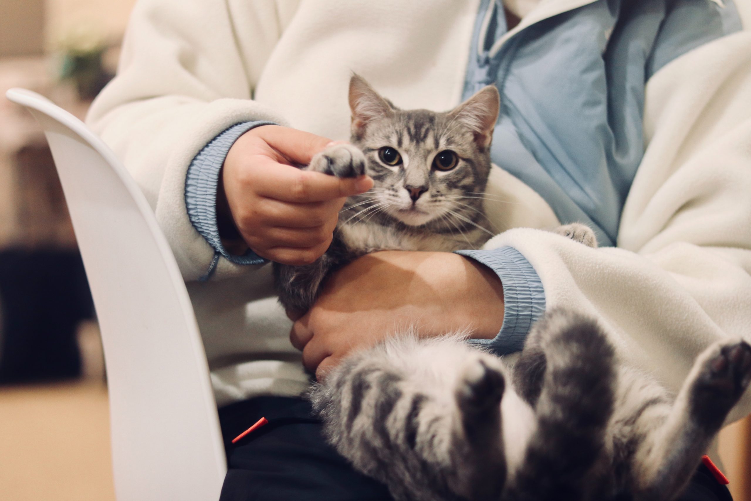 Cats can be one of the fussiest and demanding pets. Unlike dogs, they hang on to every work you say and want to make you happy and expects your praises.