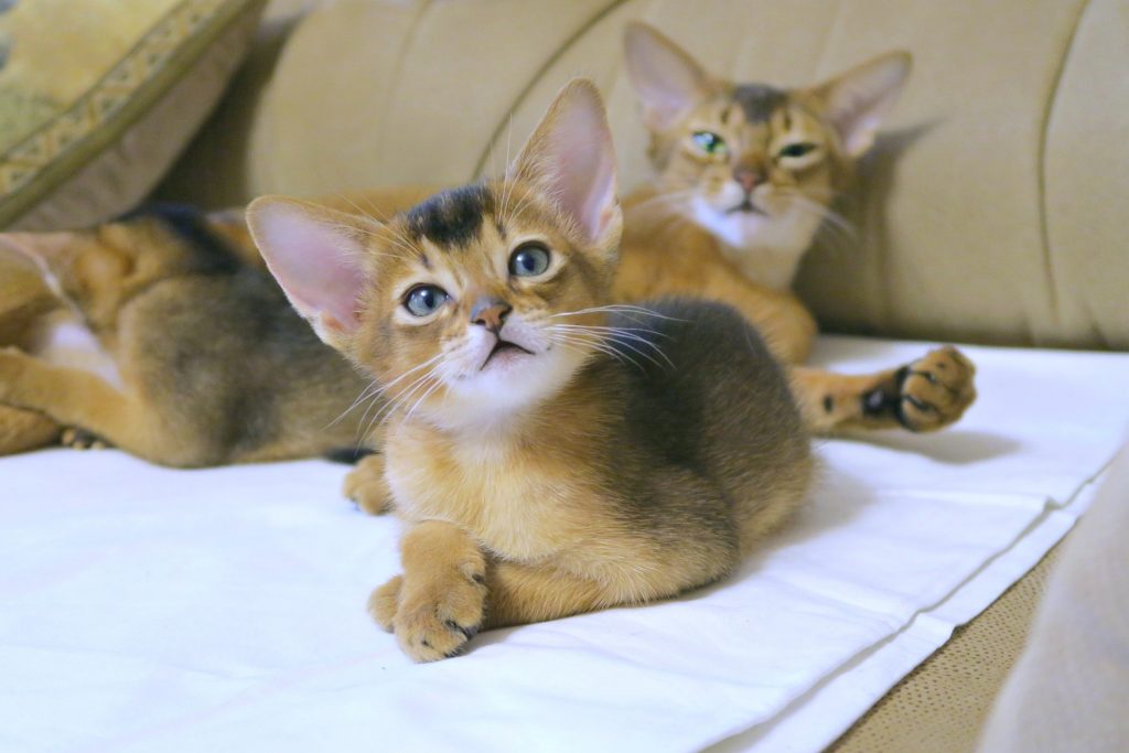 Perth and South Perth Guide to Great Cat Food