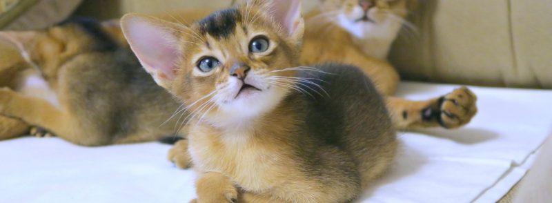 Perth and South Perth Guide to Great Cat Food